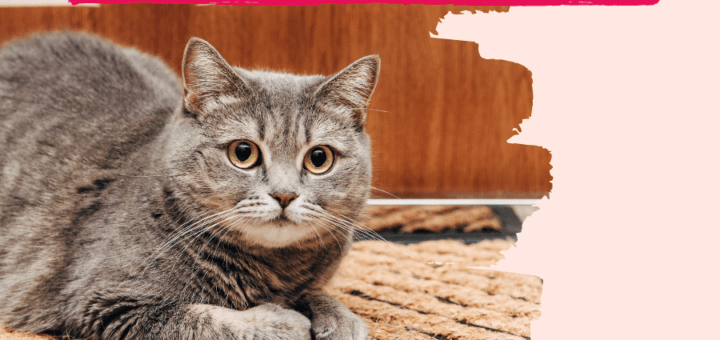 Avoir un tapis d’entrée lorsqu’on a des animaux de compagnie ?